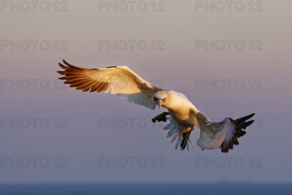 Northern Gannet (Morus bassanus) flying, Schleswig-Holstein, Germany, Europe
