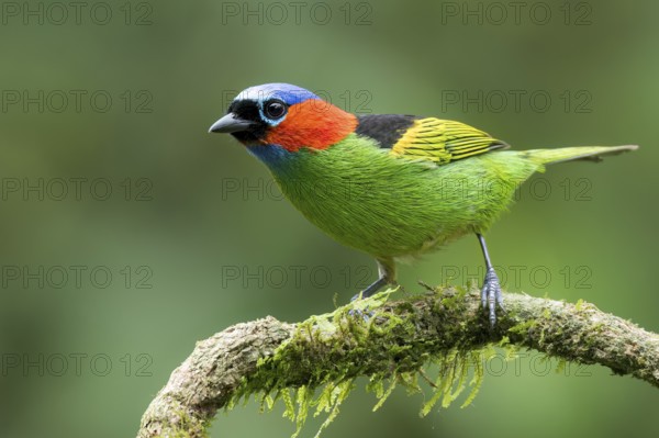 Red-necked Tanager (Tangara cyanocephala) perched on a branch in the Atlantic Rainforest of Brazil