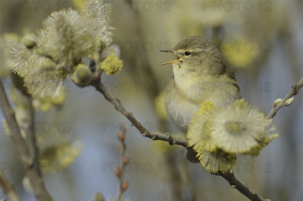 Willow Warbler (Phylloscopus trochilus) singing, Texel, Netherlands