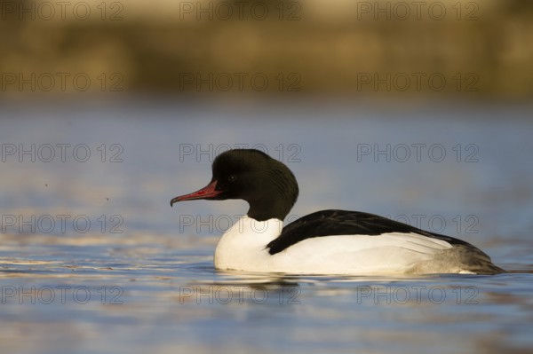 Common Merganser (Mergus merganser) male, Bavaria, Germany, Europe