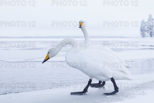 Whooper Swan (Cygnus cygnus), Finland, Europe