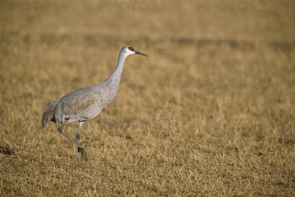 Sandhill Crane (Antigone canadensis), New Mexico, USA, North America