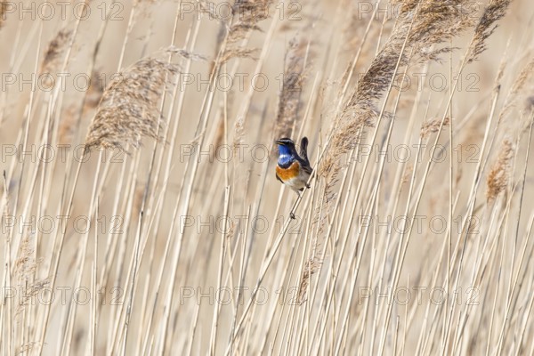 Bluethroat (Luscinia svecica cyanecula) male perched in reedbed, Mecklenburg-Western Pomerania, Germany, Europe