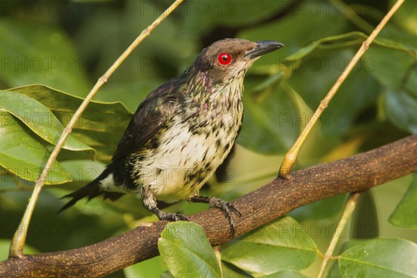 Metallic Starling (Aplonis metallica) juvenile, Queensland, Australia, Oceania