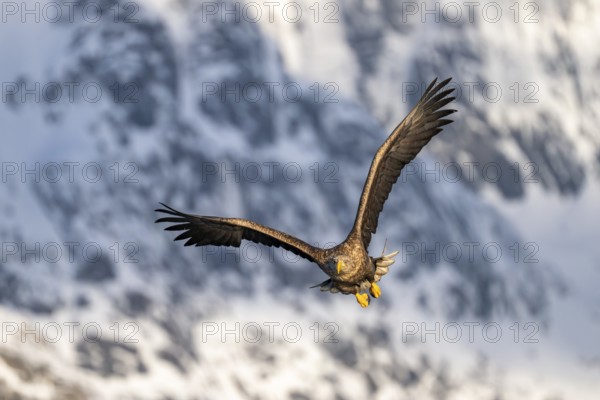 White-tailed eagle (Haliaeetus albicilla), in flight, Lofoten, Norway, Europe