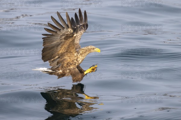 White-tailed eagle (Haliaeetus albicilla), in flight, Lofoten, Norway, Europe