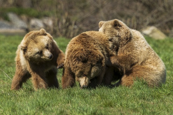 Three bears standing together in the grass, showing group affiliation and closeness, brown bear (Ursus (arctos), Germany, Europe
