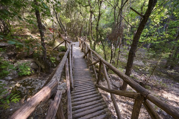 Wooden bridge leads through a quiet, wooded path, Butterfly Valley, Butterfly Valley, Rhodes, Dodecanese, Greek Islands, Greece, Europe