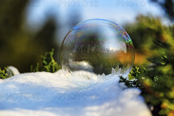Freezing soap bubble in the snow, frost in the garden, ice crystals, cold winter weather, winter sun, Höxter, Weserbergland, Germany, Europe