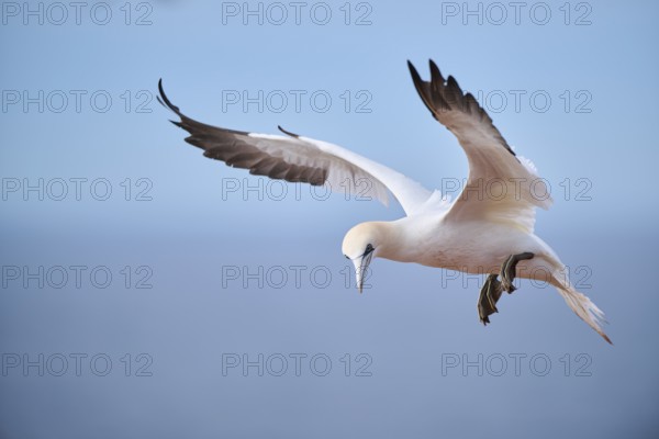 Northern gannet (Morus bassanus) flying over the sea, landing, wildlife, Helgoland, Germany, Europe