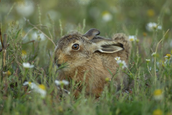 European brown hare (Lepus europaeus) juvenile leveret animal feeding amongst flowers in summer, England, United Kingdom, Europe