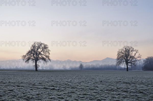Two English oaks (Quercus robur), standing on cultivated land in the Reuss plain, Aristau, Freiamt, Canton Aargau, Switzerland, Europe