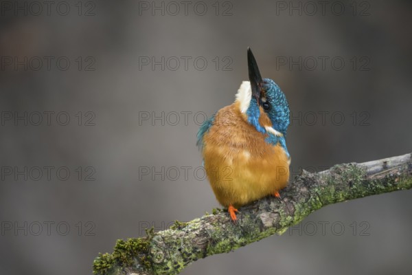 Common Kingfisher (Alcedo atthis) male perched on a branch, Lower Saxony, Germany, Europe