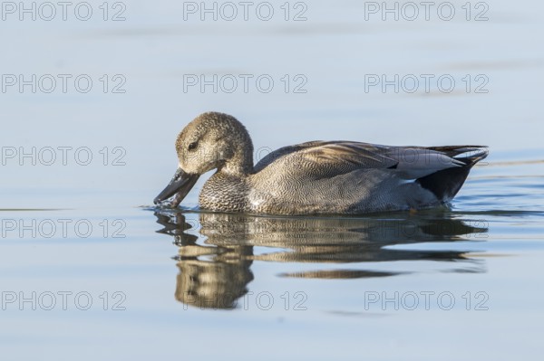 Gadwall (Mareca strepera) male, Baden-Wuerttemberg, Germany, Europe