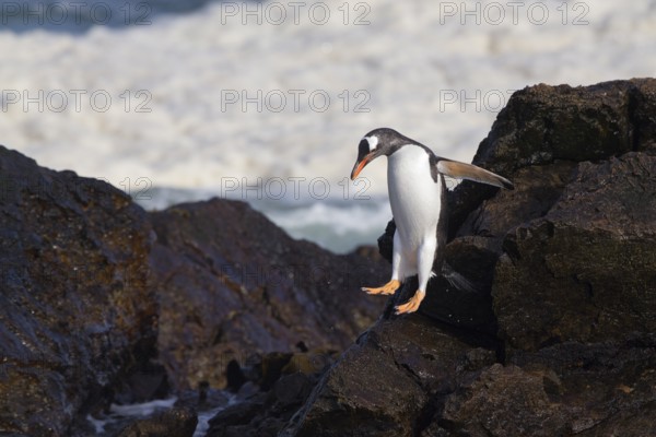 Gentoo Penguin (Pygoscelis papua) on cliff, Steeple Jason Island, Falkland Islands, South America