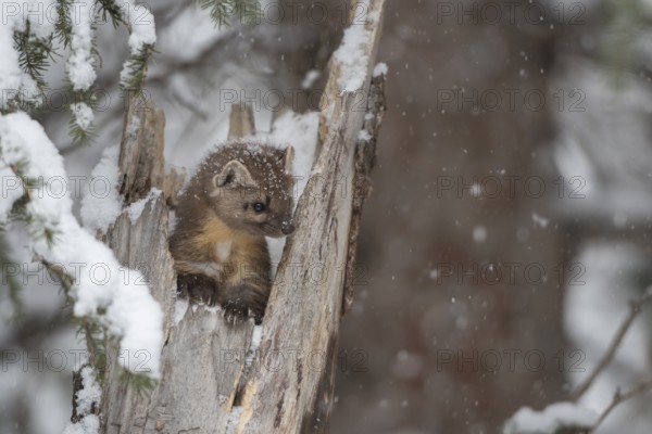 American Marten (Martes americana) climbing in tree trunk in snow, Yellowstone National Park, USA, North America