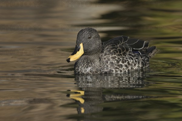 Yellow-billed Duck (Anas undulata), Arizona, USA, North America