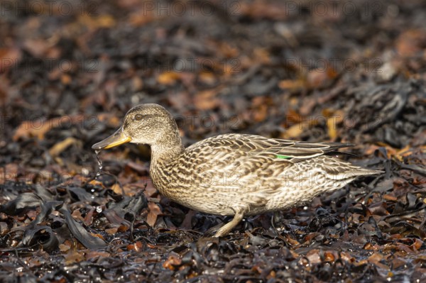 Eurasian Teal (Anas crecca) female foraging, Smaland, Sweden, Europe