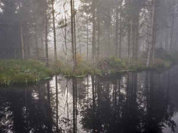 Ballmoos forest reserve, raised bog in the fog, Lieliwald, Lindenberg, Horben, Canton Lucerne, Switzerland, Europe