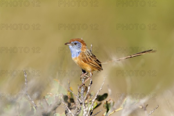 Rufous-crowned Emu-wren (Stipiturus ruficeps) male, Western Australia, Australia, Oceania