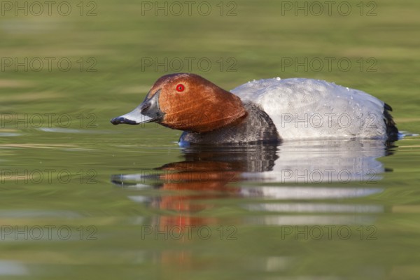 Common Pochard (Aythya ferina) male, Brandenburg, Germany, Europe