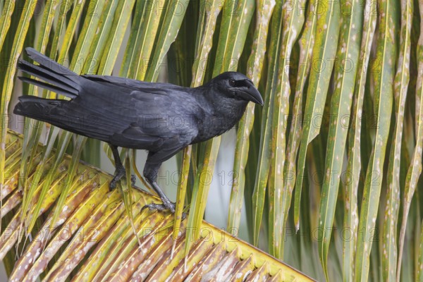 Cuban Crow (Corvus nasicus) perched on a branch in Cuba