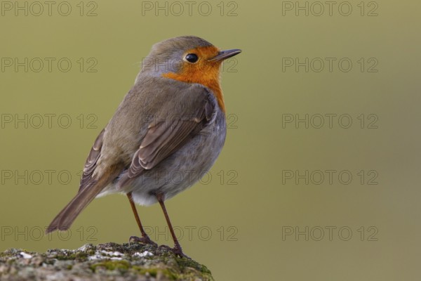 European Robin (Erithacus rubecula), North Rhine-Westphalia, Germany, Europe