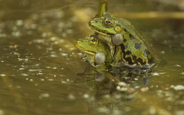 Teichfrosch (Pelophylax)