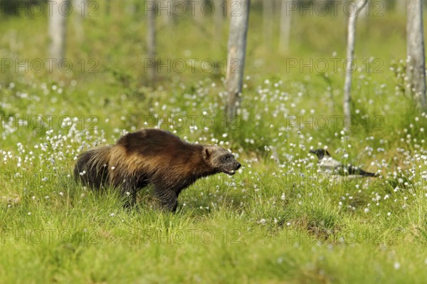 Running Wolverine in Finnish taiga. Wildlife scene from nature. Rare animal from north of Europe. Wild wolverine in summer cotton grass. Aninal behaviour in the habitat, Finland, Europe