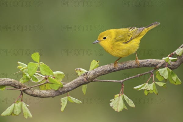 American Yellow Warbler (Setophaga aestiva) male perched on a branch, Texas, USA, North America