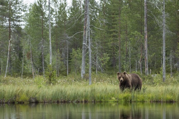 Brown Bear (Ursus arctos), on forest, Kainuu, Finland, Europe