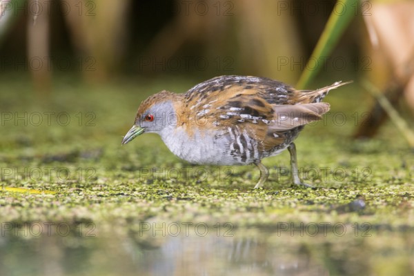 Baillon's Crake (Porzana pusilla palustris) foraging, Victoria, Australia, Oceania