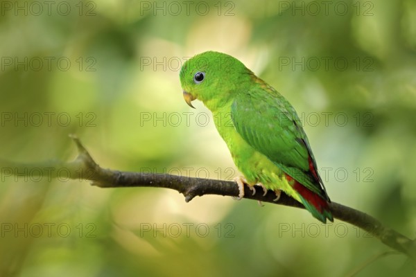 Blue-crowned hanging parrot, Loriculus galgulus, small mainly green parrot found, forest lowlands in southern Burma and Thailand in Asia. Green bird in the nature habitat