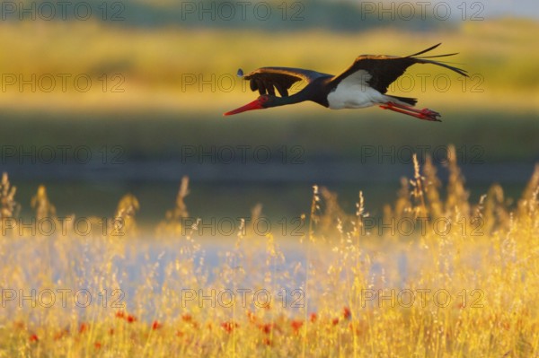 Black Stork (Ciconia nigra) flying, Greece, Europe