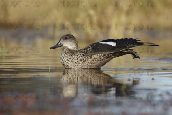 Grey Teal (Anas gracilis), Australian Capital Territory, Australia, Oceania