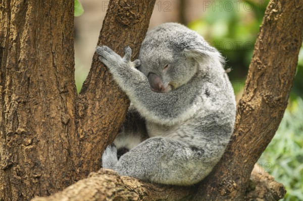 Koala (Phascolarctos cinereus) sitting on a tree, captive, distribution South Australia, Australia, Oceania
