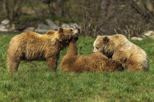 Three bears in a meadow in a relaxed moment, brown bear (Ursus (arctos), Germany, Europe