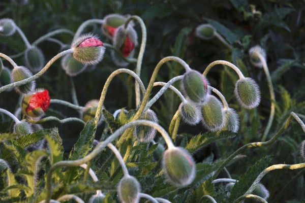 Poppies in spring, Germany, Europe