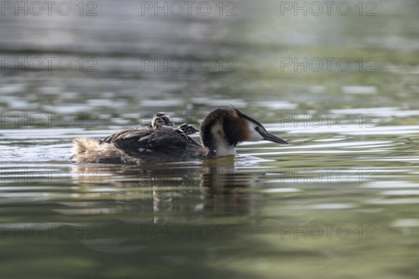 Great Crested Grebe (Podiceps Scalloped ribbonfish) with juveniles, Emsland, Lower Saxony, Germany, Europe