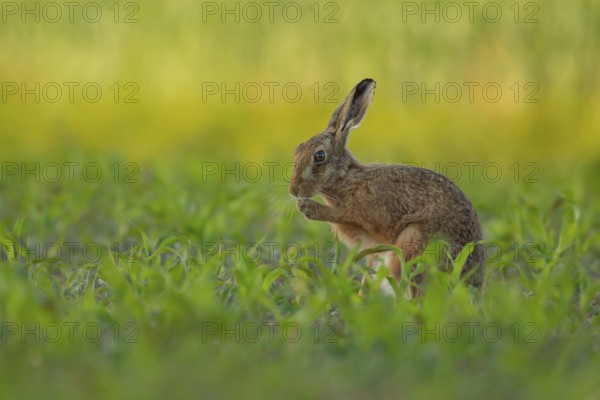 European brown hare (Lepus europaeus) adult animal in a farmland maize field in summer, England, United Kingdom, Europe