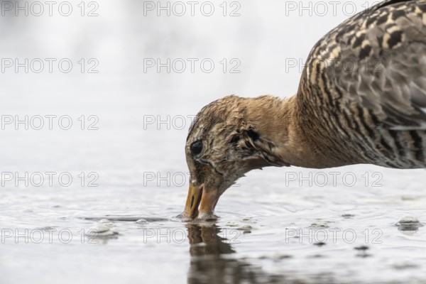 Black-tailed godwit (Limosa limosa), Lower Saxony, Germany, Europe