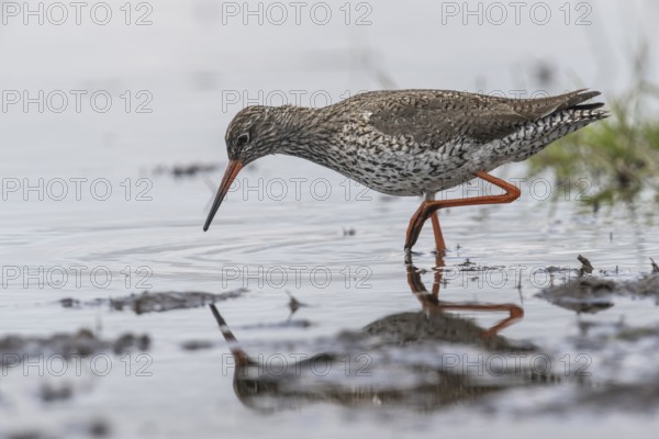 Redshank (Tringa totanus), Lower Saxony, Germany, Europe