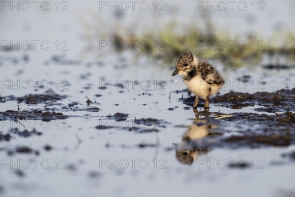 Young lapwing (Vanellus vanellus), Lower Saxony, Germany, Europe