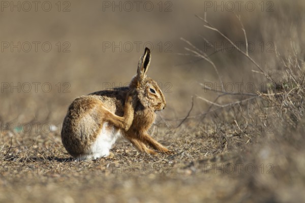 European brown hare (Lepus europaeus) adult animal in grassland in summer, England, United Kingdom, Europe