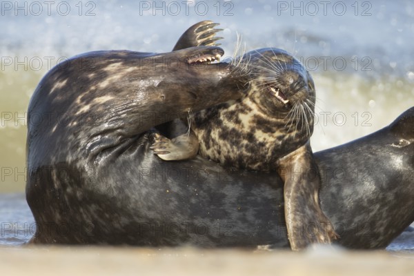 Grey seal (Halichoerus grypus) two adult animals in love courting on a beach, England, United Kingdom, Europe