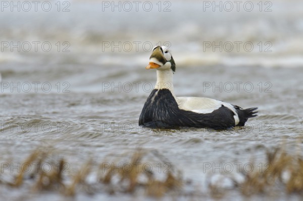 Spectacled Eider (Somateria fischeri) male, Alaska, USA, North America
