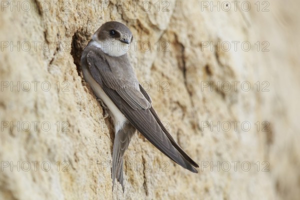 Sand Martin (Riparia riparia), North Rhine-Westphalia, Germany, Europe