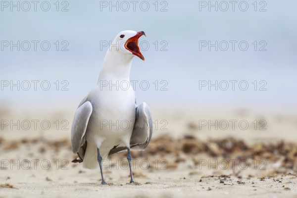 Audouin's Gull (Ichthyaetus audouinii) calling, Mallorca, Spain, Europe