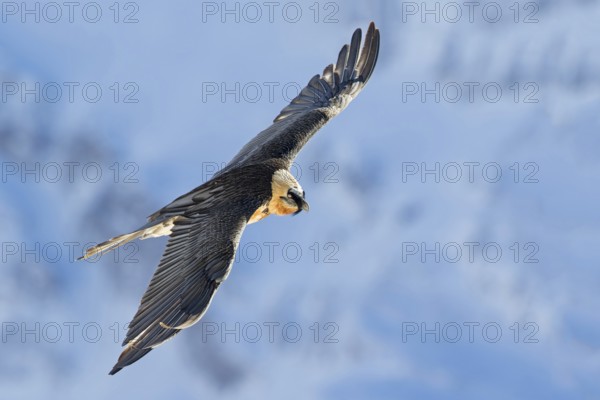 Bearded Vulture (Gypaetus barbatus) flying, Valais, Switzerland, Europe