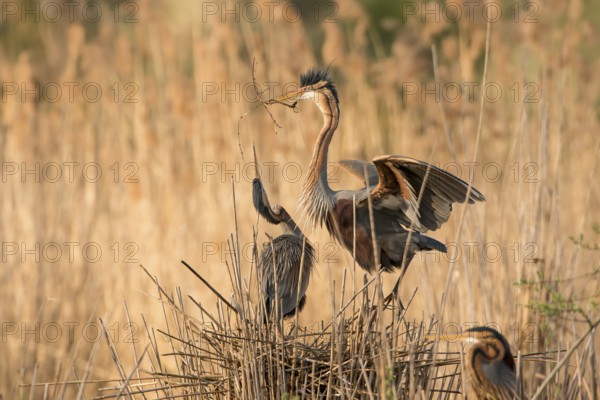 Purple Heron (Ardea purpurea) pair building nest, Baden-Wuerttemberg, Germany, Europe